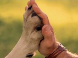 Жители Днепра благодарят МЧС за спасение бездомной собаки (ВИДЕО)