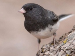 Ученые: У мигрирующих птиц более короткие теломеры