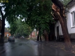 Вчера в Кропивницком непогода ломала деревья и ветки. ФОТО