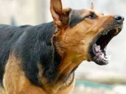 В Одессе женщина, падая из-за своры собак, получила сотрясение мозга (ВИДЕО)