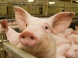 В акватории реки Южный Буг не нашли трупов свиней, зараженных африканской чумой