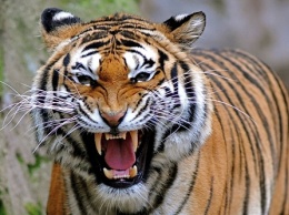В Тбилиси сбежавший из зоопарка тигр убил человека