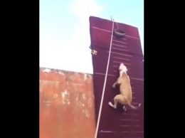 Пес, который одним прыжком взлетает на 4 метра в высоту, «порвал» сеть (ВИДЕО)