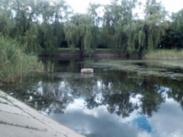 Озеро в Краматорском парке превратилось в болото