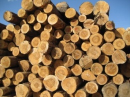 Во Львовской обл. разоблачили группу лиц, которая незаконно экспортировала лесопродукцию на 30 млн грн