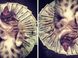 Инстаграм недели: cashcats