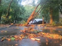 В Одессе на Черемушках упавшее дерево перегородило дорогу (ФОТО)