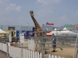 В Одессе появились объявления об исчезновении из цирка жирафа (ФОТО)