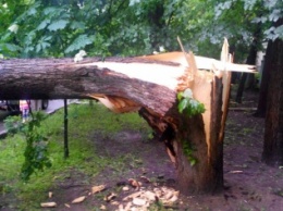Буря в Харьковской области обрывала провода и валила деревья