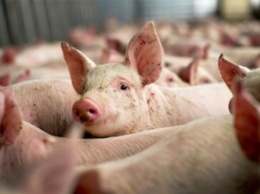 В Украине резко сократился экспорт свинины