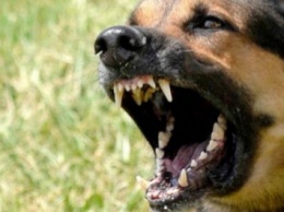 Бешеная собака напала на хозяина на Львовщине