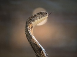 Ученые выяснили, почему у змей длинный позвоночник