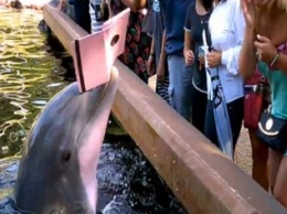 Видеофакт: дельфин отобрал iPad у посетительницы зоопарка в США
