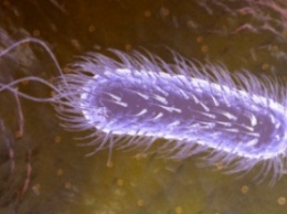 Ученые: Уязвимость к кишечным бактериям обусловлена генетикой
