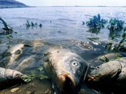 Мертвая вода в Днепре: рыболовы бьют тревогу
