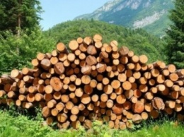Лесхозам поручили публиковать данные о вырубке деревьев и продавать лес на аукционах