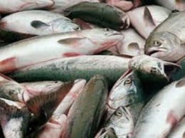 Вчера на озере Сиваш браконьеры наловили рыбы на 40 тыс грн