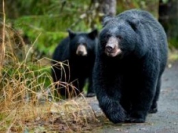 Канадскую пенсионерку медведем не напугаешь