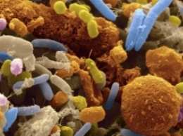 Биологи опровергли влияние ТМАО на риск развития рака