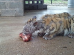 Вот как преобразилась тигрица, спасенная из циркового плена