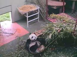 Глядите милое видео: панда шлепнулась с постели