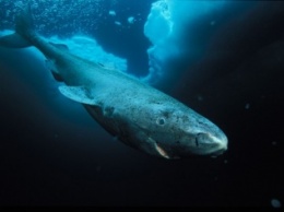 Ученые: Гренландские полярные акулы способны прожить 500 лет