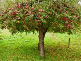 Компания Abudant Robotics Inc создала робота для сборки урожая яблок