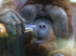 Ученые: Орангутанги способны запоминать вкус пищи
