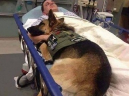 В США военная собака отказалась покинуть больничную кровать своего хозяина