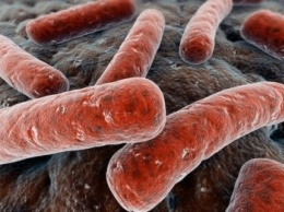 Ученые: Кишечные бактерии имеют собственные биологические часы