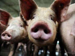 Африканская чума свиней приближается к Кременчугу со стороны соседней области