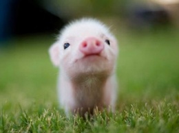 Полтавщине угрожает чума свиней