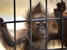 Полиция может наказать владельца мариупольского зоопарка за откушенный палец