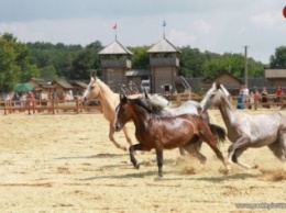 Под Киевом покажут коней княжеской конюшни Древнего Киева