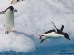 "Олимпийский" прыжок нерешительного пингвина