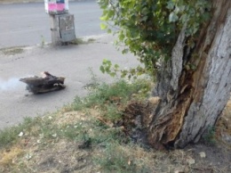 В Херсоне на Таврическом загорелось дерево из-за окурка