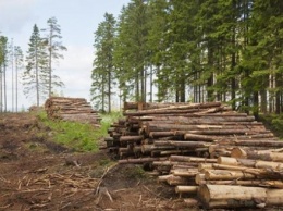 Лесхоз на Прикарпатье обязали возместить ущерб за незаконную рубку деревьев