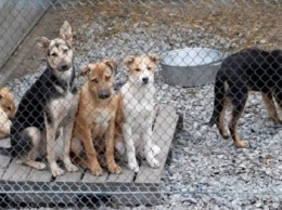 Дан старт строительству приюта для собак в Чернигове