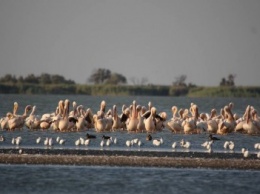 Браконьеры наступают: В Одесской области в заповедной зоне уничтожают пеликанов (ФОТО)