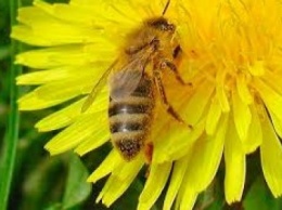 Дело не только в меде - с пчелами происходит что-то неладное