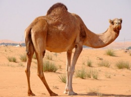 Ученые: Вирусом MERS людей заразили верблюды