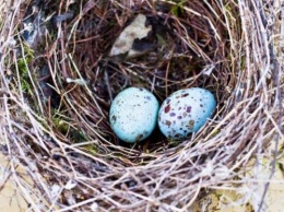 Ученые выяснили, о чем птицы поют яйцам