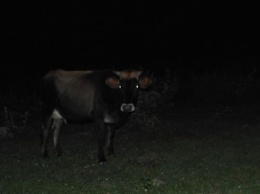 Камызякские селекционеры не могут отбиться от ночных набегов коров