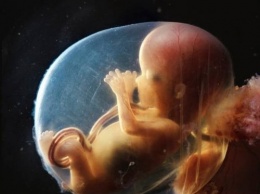 Ученые вырастили эмбриона в лабораторных условиях