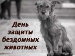 В Международный день защиты бродячих животных пострадавший в ДТП щенок ищет своих хозяев
