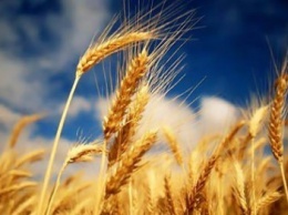 В этом году государство планирует закупить у аграриев Крыма 100 тысяч тонн зерна