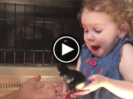 Реакция маленькой девочки на цыпленка, рассмешила сеть (ВИДЕО))