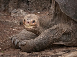 В американском зоопарке усыпили 150-летнюю галапагосскую черепаху