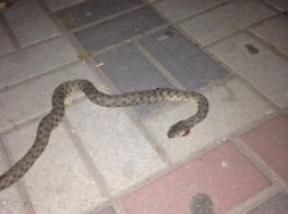 Охоту на змею устроили возле популярного кафе (фото)
