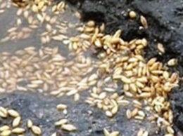 «Ника-Тера», убивающая николаевские дороги, перевалила уже 766 тыс. тонн зерновых